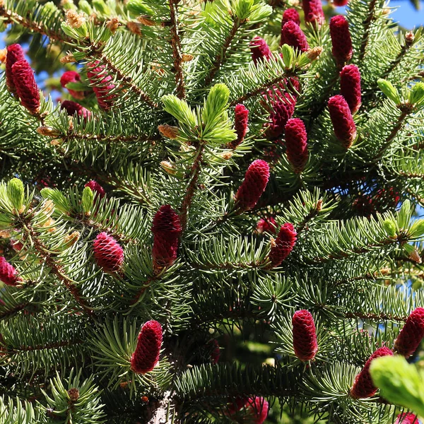 Abete Primavera Con Coni Lampone Giovani Che Sporgono Come Candele — Foto Stock