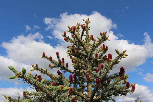 Sapin Printemps Avec Jeunes Cônes Framboise Qui Sortent Comme Des — Photo