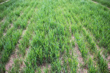 Genç yeşil buğday filizleri. Beyaz Rusya.