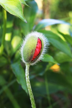 Güzel canlı kırmızı gelincikler.!