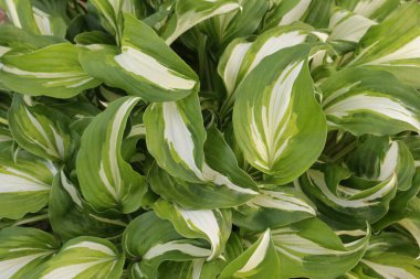 Hosta, Fucchia çeşitleri çok güzel bir süs bitkisidir..