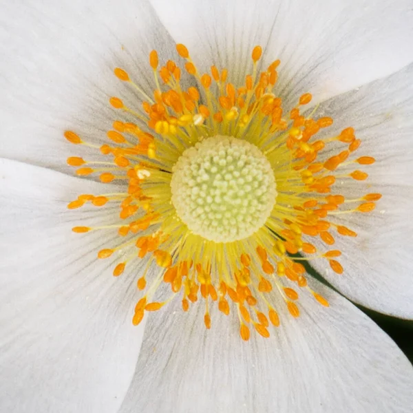 Detailní Záběr Análního Květu Lat Anemne Krásná Jemná Květina — Stock fotografie