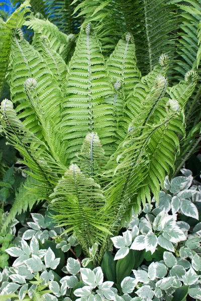 Beautiful Stems Leaves Green Fern — Stock Photo, Image