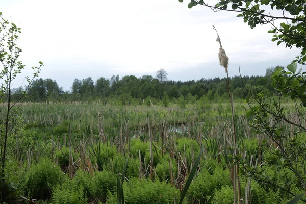 Uitzicht Het Veenmoeras Bij Rivier Belarus — Stockfoto