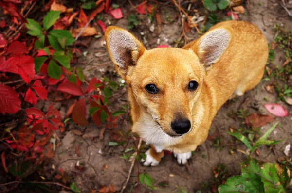Красная Собака Фоне Осенних Листьев — стоковое фото