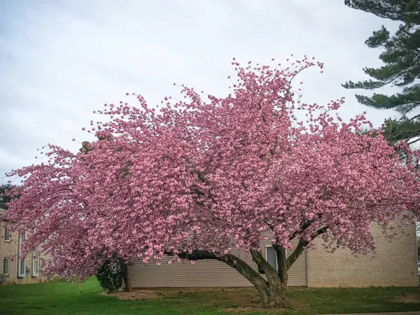 Vue rapprochée de la fleur de cerisier — Photo