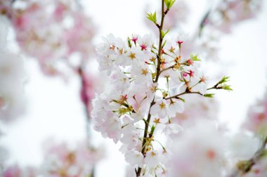 Bir çiçeğin kiraz çiçeğinin yakın çekim görünümü