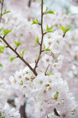 Bir çiçeğin kiraz çiçeğinin yakın çekim görünümü