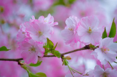 Bir çiçeğin kiraz çiçeğinin yakın çekim görünümü
