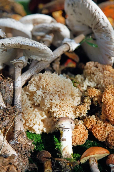 Plusieurs Champignons Sauvages Différents Disposés Champignons Comestibles — Photo