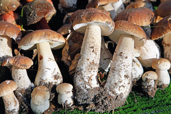 Plusieurs Champignons Sauvages Différents Disposés Champignons Comestibles — Photo