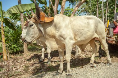 Öküz takım Kosta Rika Tarcoles nehrinde