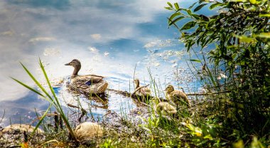 Muscoseepi Park Grande Prairie Alberta piliçle yaban ördeği
