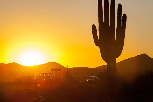 萨瓜罗仙人掌在索诺兰沙漠亚利桑那州 Usa — 图库照片