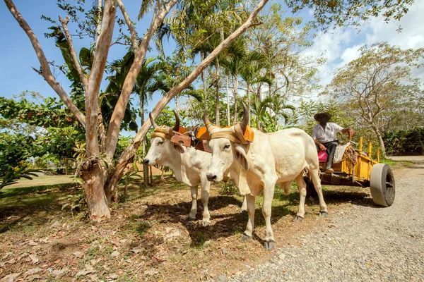 Team Tarcoles River Costa Rica — Stock Photo, Image