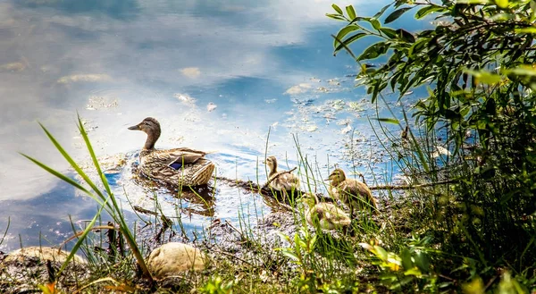 Muscoseepi Park Grande Prairie Alberta piliçle yaban ördeği