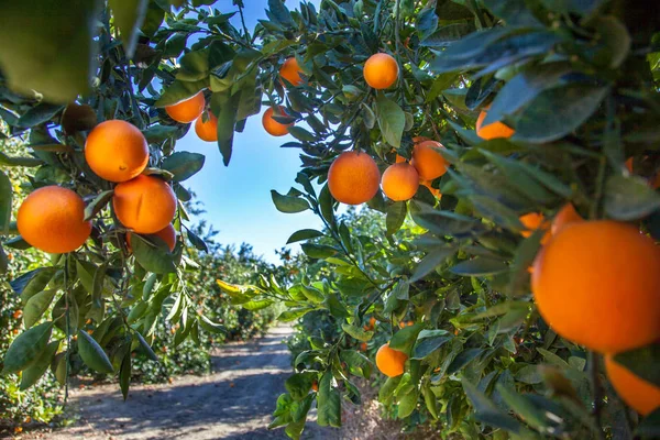Oranžová Plantáž Kalifornii Usa Stock Fotografie