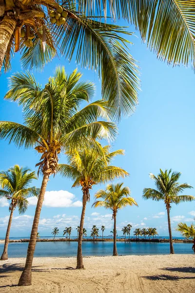 Den runda stranden vid Matheson hängmatta County Park Miami Florida — Stockfoto