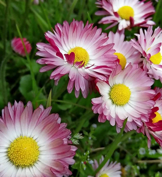 Blooming marguerite, with delicate multi-colored petals, against a background of lush, green grass. Spring close-up photo in a city park.
