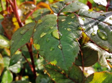 Gül yapraklarının üzerine yağmur damlaları. Fırtınadan hemen sonra yakın plan bir fotoğraf. Makro atış. Güzel, doğal yaz geçmişi..