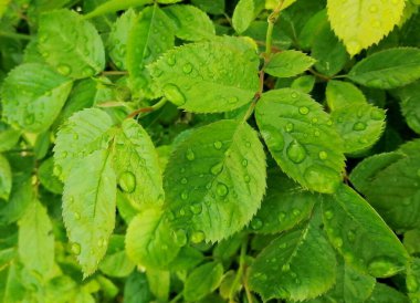 Gül yapraklarının üzerine yağmur damlaları. Fırtınadan hemen sonra yakın plan bir fotoğraf. Makro atış. Güzel, doğal yaz geçmişi..