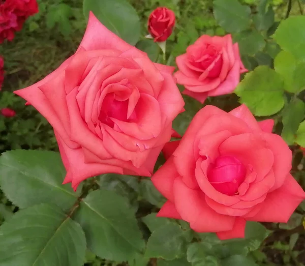 Rosas Vermelhas Espetaculares Close Pétalas Rosa Delicadas Contexto Folhas Verdes — Fotografia de Stock