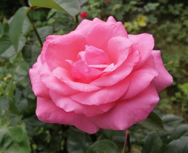 Espectacular Rosa Roja Cerca Delicados Pétalos Rosa Sobre Fondo Hojas —  Fotos de Stock