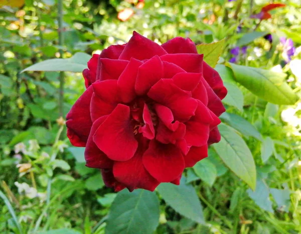 Látványos Vörös Rózsa Közelkép Finom Rózsaszirmok Háttérben Zöld Levelek Napsütéses — Stock Fotó