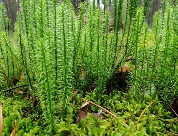 Дуб Lycopodium Annotinum Начале Осени Овощные Растения Леса Белоруссии Крупный — стоковое фото