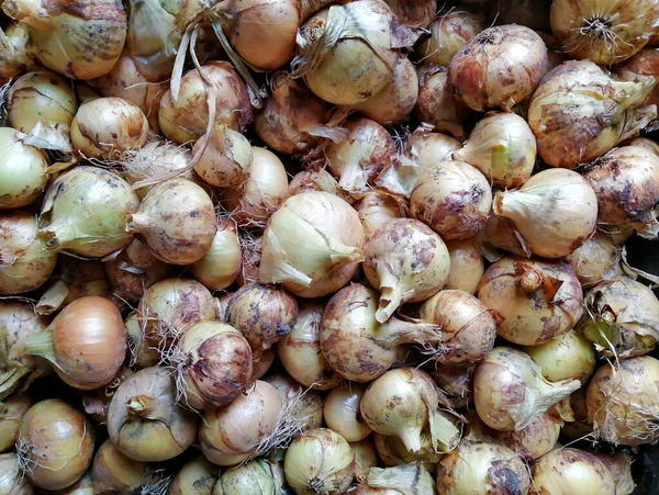 Las Cebollas Amarillas Aún Peladas Colocan Una Bandeja Plástico Para —  Fotos de Stock