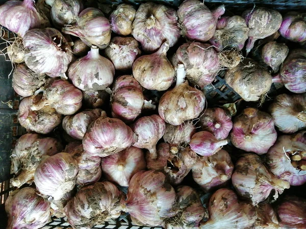 Frischer Knoblauch Noch Nicht Geschält Wird Nach Der Herbsternte Zum — Stockfoto