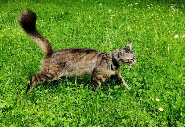 Eine Schöne Und Anmutige Katze Geht Halsband Über Das Grüne — Stockfoto