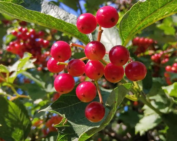 Red Bright Viburnum Berries Branch Green Leaves Rain Close Micro — Stock Photo, Image