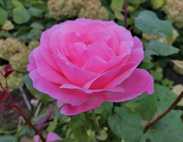 Showy Roze Roos Close Delicate Rozenblaadjes Een Achtergrond Van Groene — Stockfoto