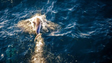 Yukarıdaki - görünümünden su yunus yüzme ve denize atlama 