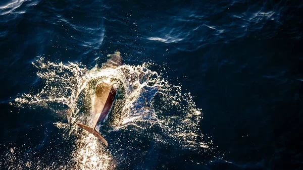 Blick Von Oben Delfinschwimmen Und Springen Meerwasser — Stockfoto