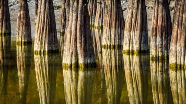 Sonbahar manzara - selvi korusu