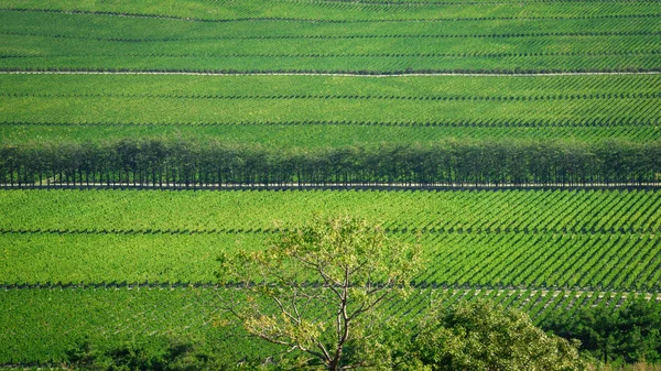 Landschap Textuur Achtergrond Met Wijngaard Stockafbeelding