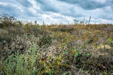 Bozkır otları ve bulutlu gökyüzü
