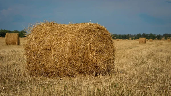 Rollo Pila Paja Campo — Foto de Stock