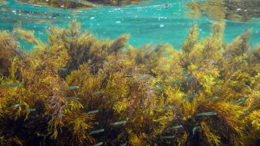 Sualtı fotoğrafçılığı - weeds ile manzara