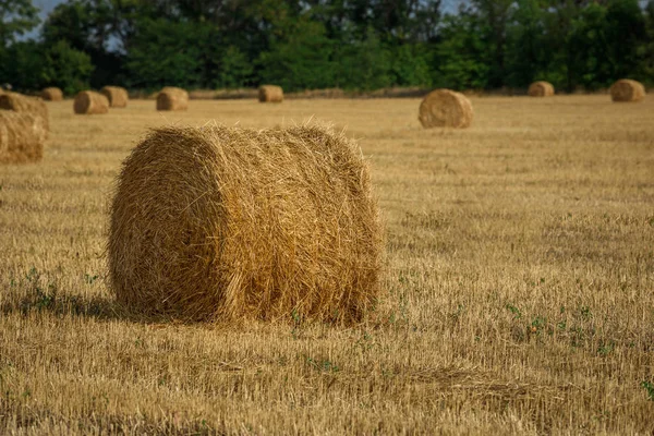 Roll Stack Straw Field — Stock Photo, Image
