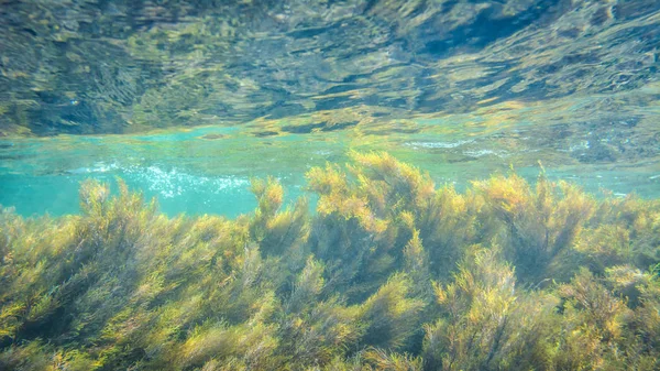 Underwater Photography Landscape Weeds — Stock Photo, Image
