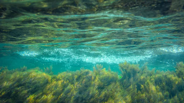 Underwater Photography Landscape Weeds — Stock Photo, Image