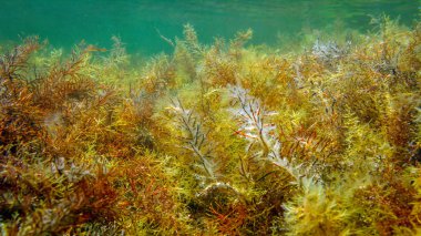 Weeds ve balık ile sualtı manzara