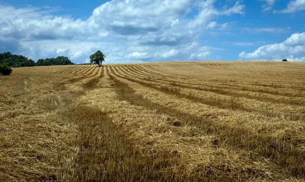 Поле Зібраного Врожаю Пшениці — стокове фото