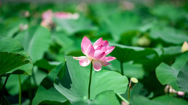 Valley of flowering lotuses on a lake