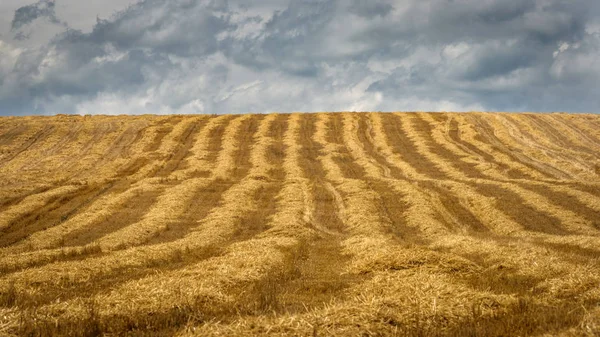 Oblast Sklizených Plodin Pšenice — Stock fotografie