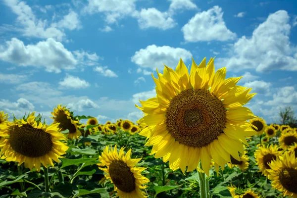 Sunflowers Blue Sky Stock Photo