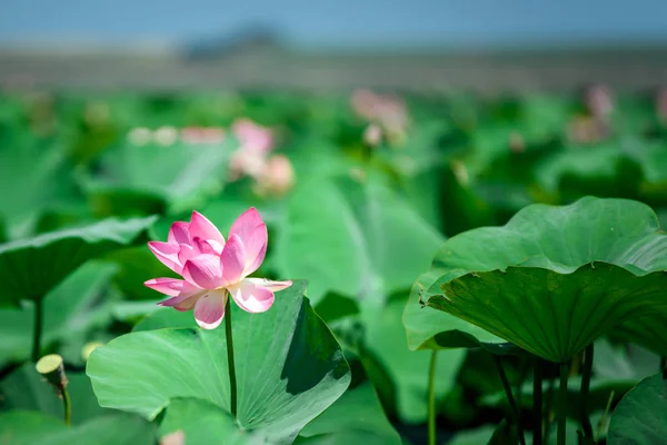 Tal Der Blühenden Lotusblüten Auf Einem See lizenzfreie Stockfotos